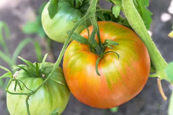 Tomates madurando en la rama —  Fotos de Stock