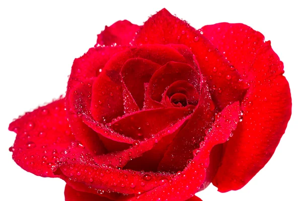 Rosa roja después de la lluvia —  Fotos de Stock