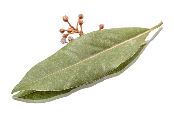 Hoja de laurel seca — Foto de Stock