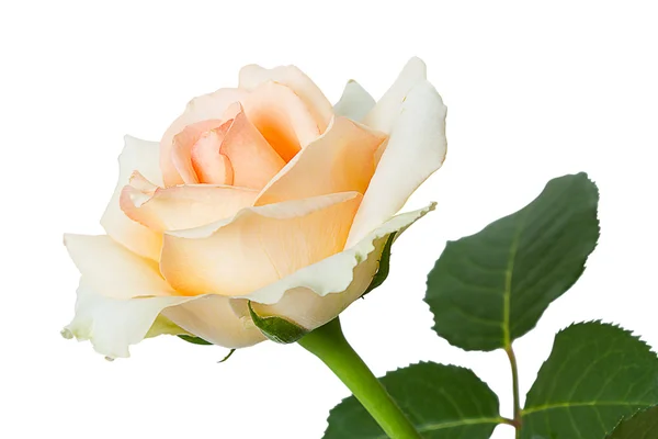 Rose rose pâle sur blanc — Photo