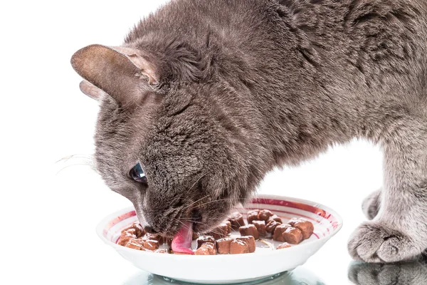Aç kedi