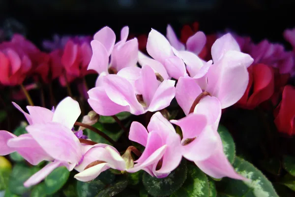 Flores de ciclamen — Foto de Stock