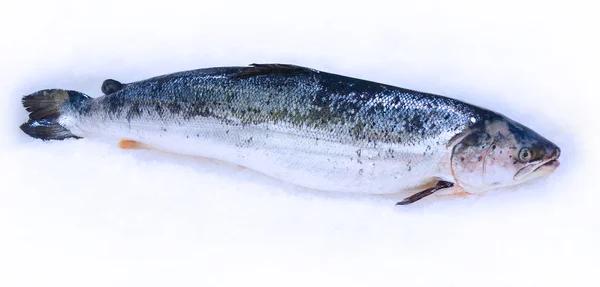 Lachs im Schnee — Stockfoto