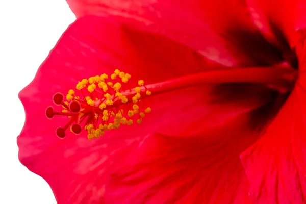 Hibiscus flower pistil — Stock Photo, Image