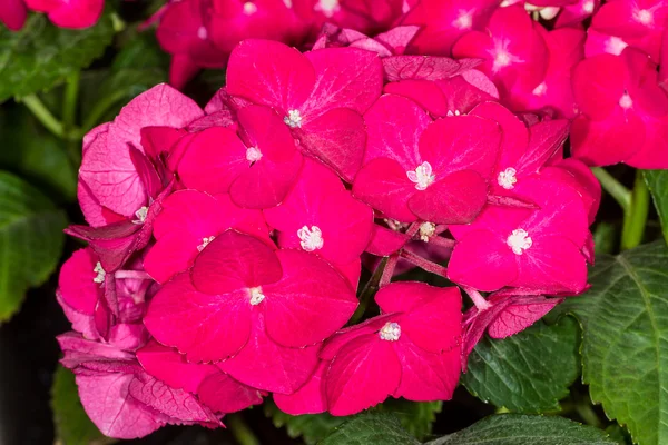 Hortensias rojas de cerca — Foto de Stock