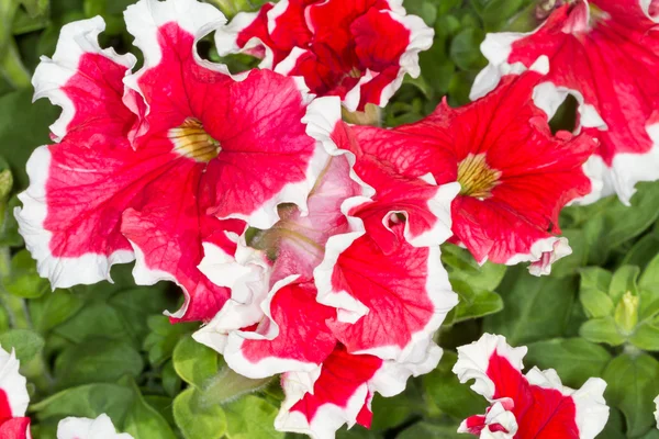 Piros petunias fehér kárpitozás — Stock Fotó