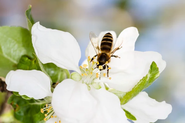 Abelha em flor de maçã — Fotografia de Stock