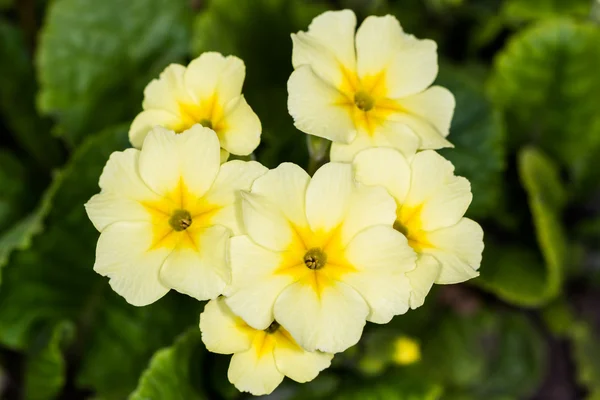 Flores amarelas Primroses — Fotografia de Stock