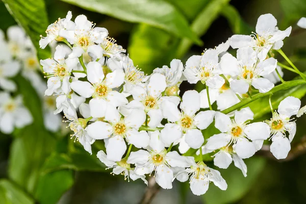 Çiçekler kuş-kiraz ağacı — Stok fotoğraf