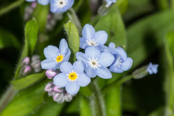 Маленькие голубые цветы — стоковое фото