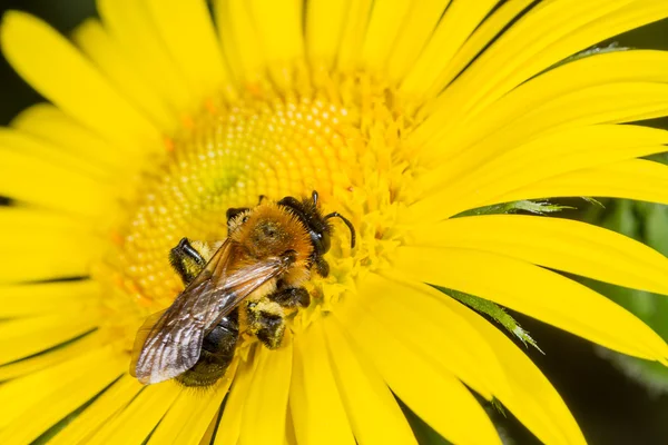 Медоносная пчела на желтом цвете — стоковое фото