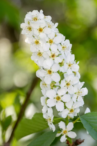 Blooming bird-cherry tree — Stock Photo, Image