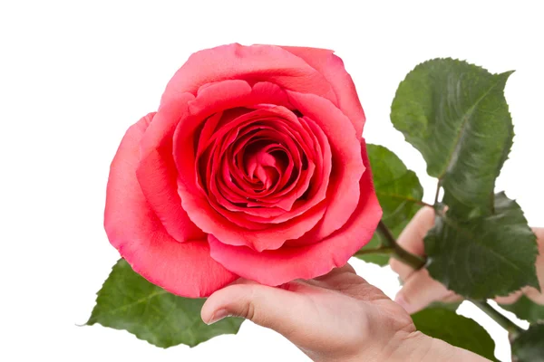 Niño con una rosa roja —  Fotos de Stock