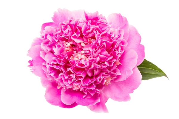 白底粉红牡丹 — 图库照片
