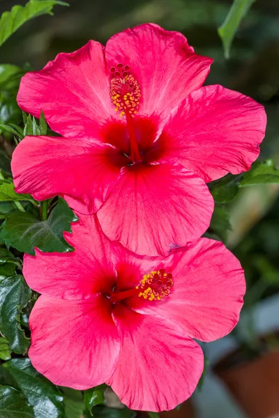 Kırmızı hibiscus çiçek — Stok fotoğraf