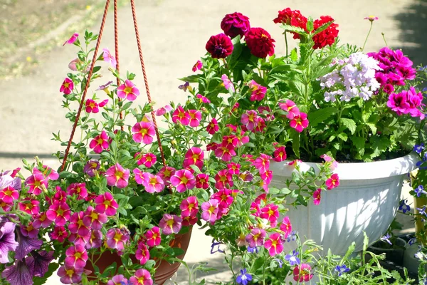 Kültéri virágok, Virágtartó — Stock Fotó