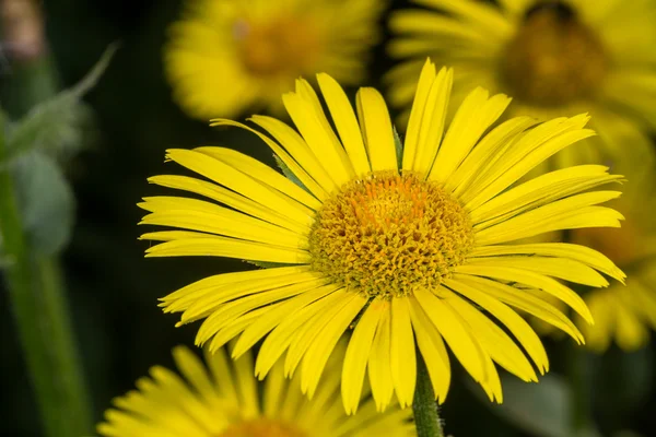 Margaridas amarelas no canteiro de flores — Fotografia de Stock