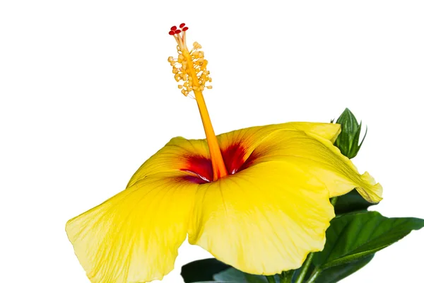 Sárga Hibiszkusz virág közelről — Stock Fotó