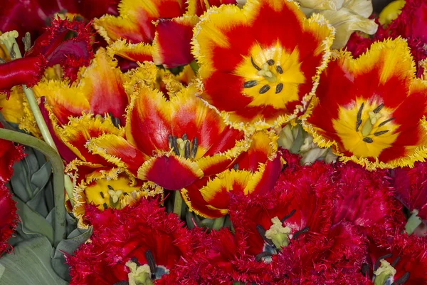 Фон подвійних тюльпанів — стокове фото