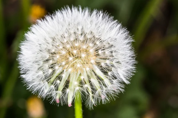 Dandelion with a ball of seeds — Stock Photo, Image