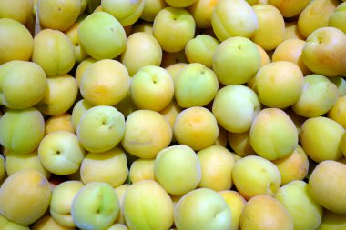 arka plandan taze kayısı