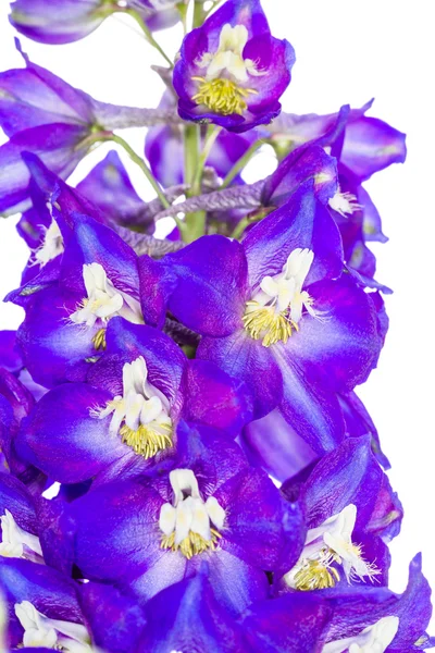 Gros plan de delphiniums — Photo