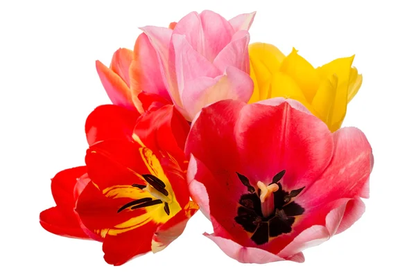 Verschiedene Tulpen — Stockfoto