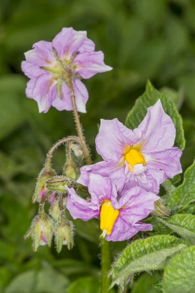 Фіолетові квіти картоплі — стокове фото