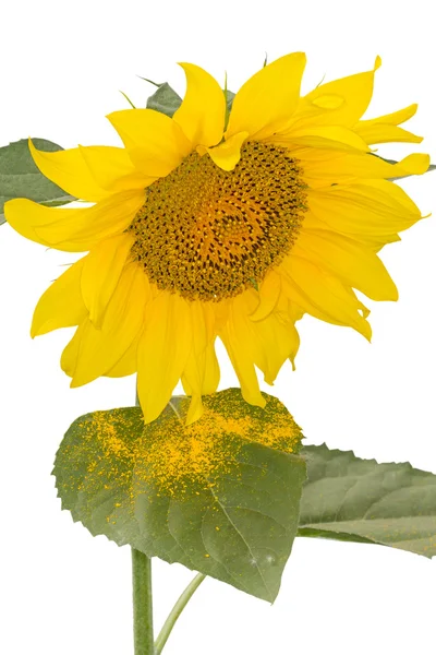 Sunflower pollen — Stock Photo, Image