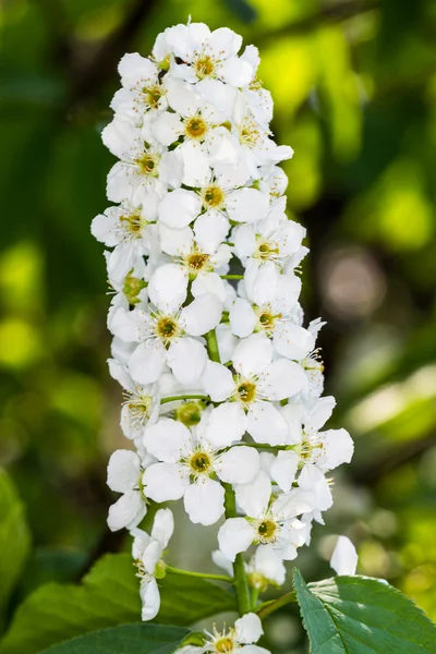 Naturaleza flores pájaro-cerezo — Foto de Stock