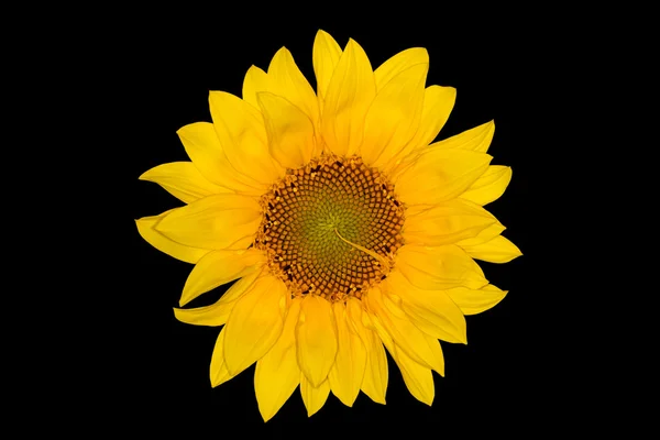 Nature sunflower on black background — Stock Photo, Image