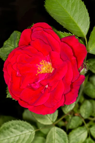 Rosa roja en el arbusto —  Fotos de Stock