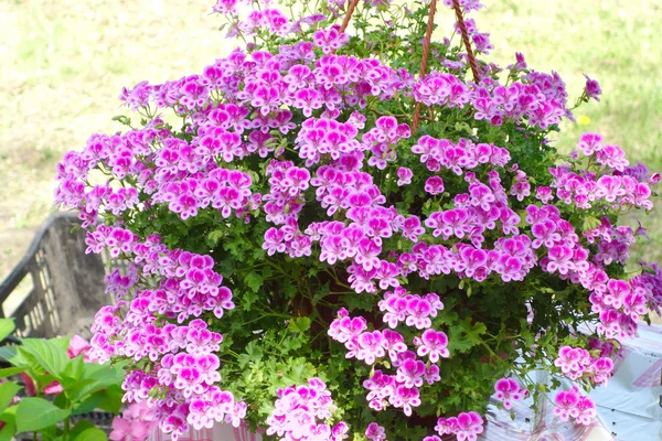 Buschpelargonien — Stockfoto