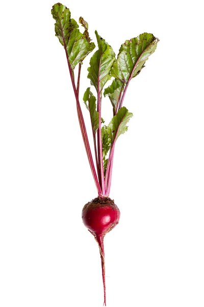 Red beetroot on white — Stock Photo, Image