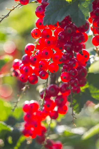 Grosella roja en un día soleado —  Fotos de Stock