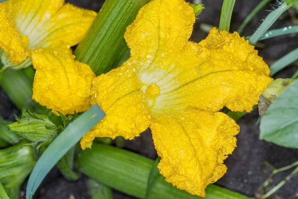 Flores de abobrinha amarela — Fotografia de Stock