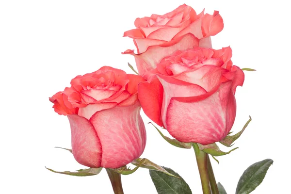 Drie roze rozen — Stockfoto