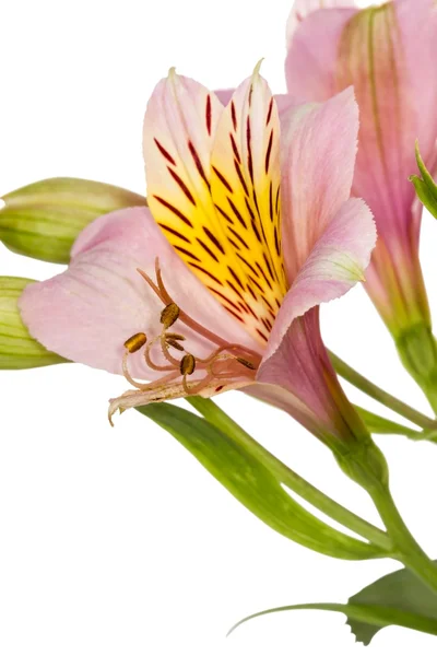 Квітка alstroemeria — стокове фото