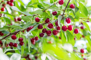 çilek ile kiraz Şubesi