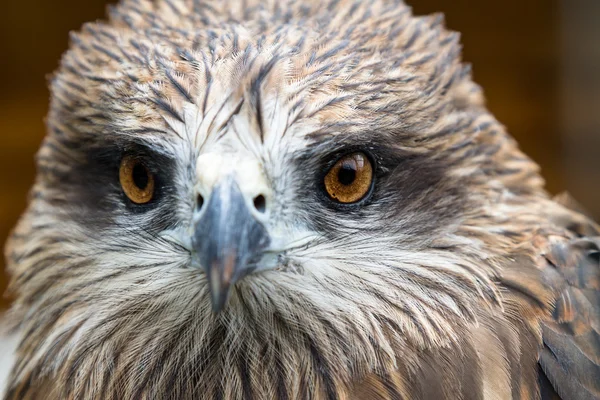 Ogen van de jonge hawk — Stockfoto