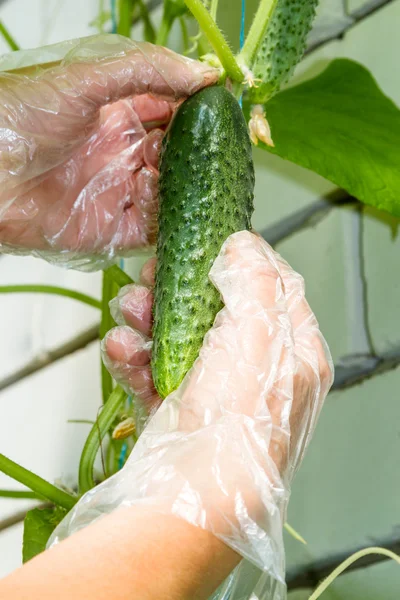 Oogst komkommers — Stockfoto