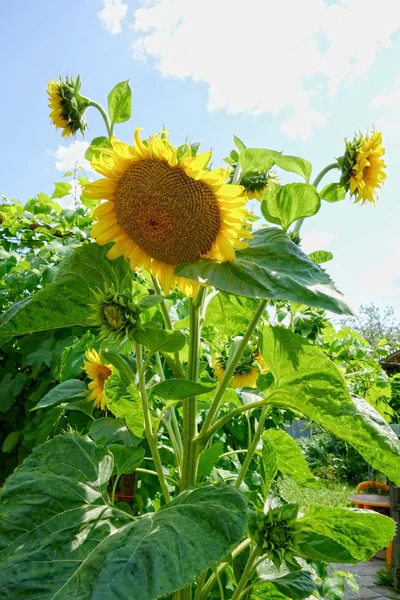 Multi-headed sunflower — Stock Photo, Image