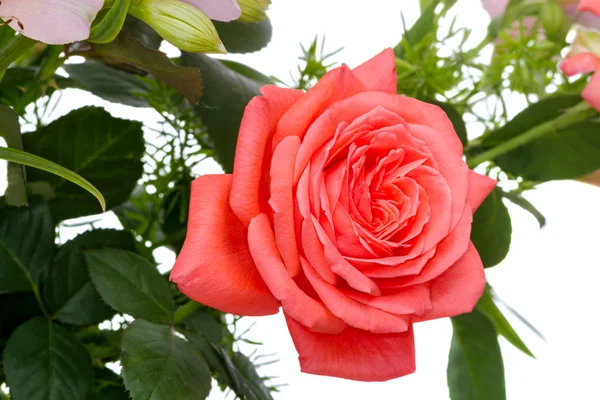 Suuri vaaleanpunainen ruusu valkoisella — kuvapankkivalokuva