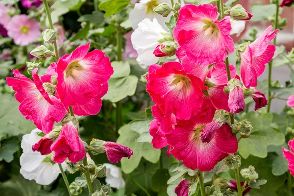 Malva blommar — Stockfoto