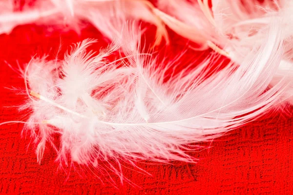Feather on a red — Stock Photo, Image