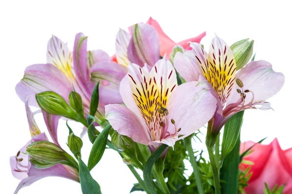 Bloem alstroemeria op wit — Stockfoto