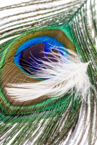 Peacock feather and goose down — Stock Photo, Image