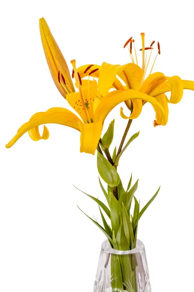 Yellow lilies in a vase — Stock Photo, Image
