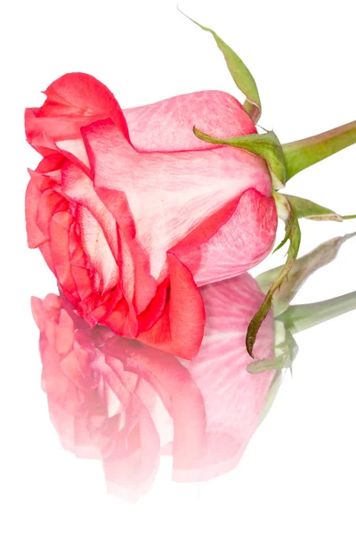 Pink rose on her side — Stock Photo, Image