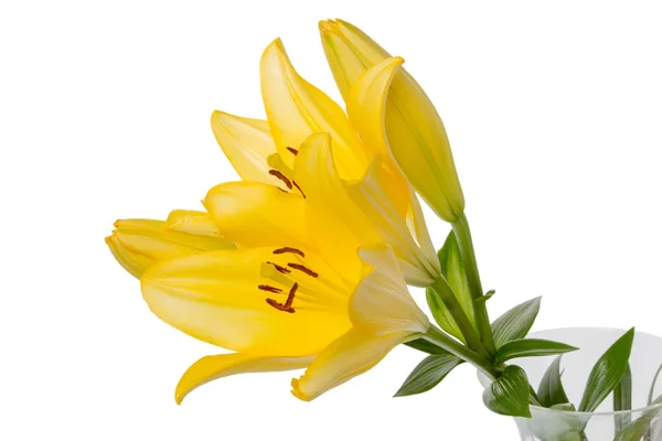 Sarı Lilyum beyaz — Stok fotoğraf